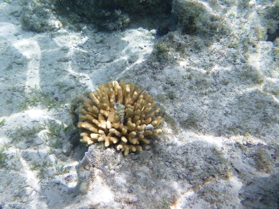 Barriera Corallina