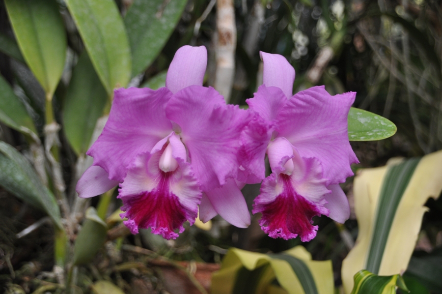 Orchidee ai Giardini Botanici di Peradeniya 