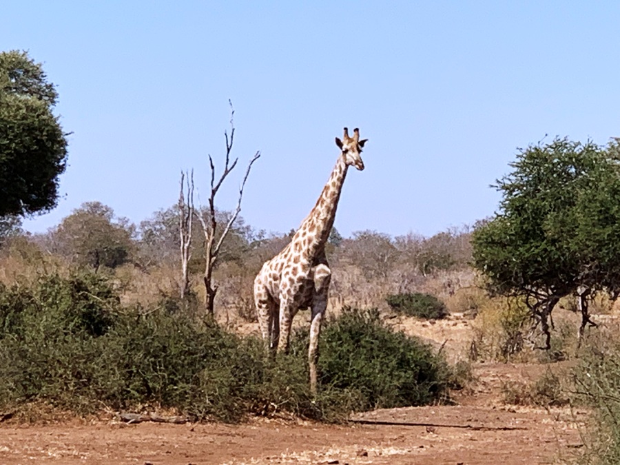 I migliori safari in Africa