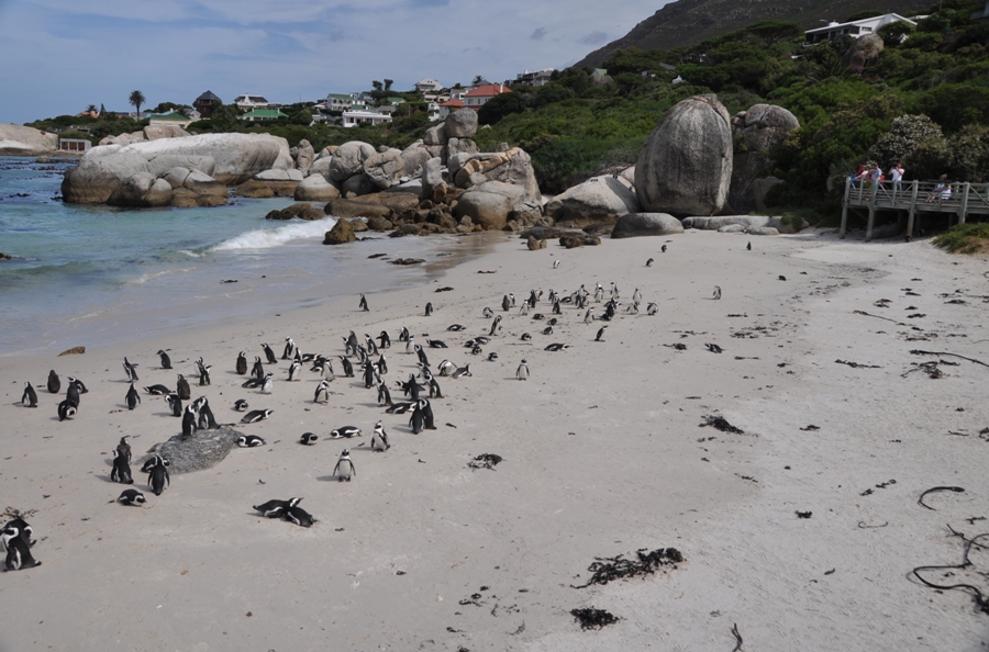 Boulder Beach