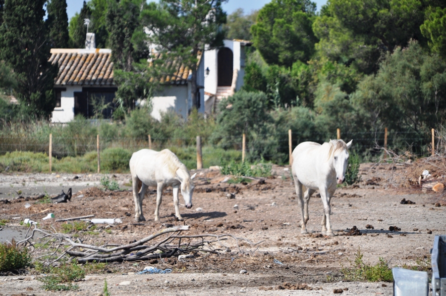 Viaggio in Camargue