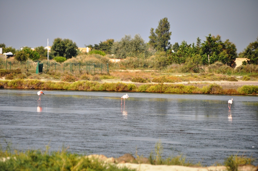 Viaggio in Camargue