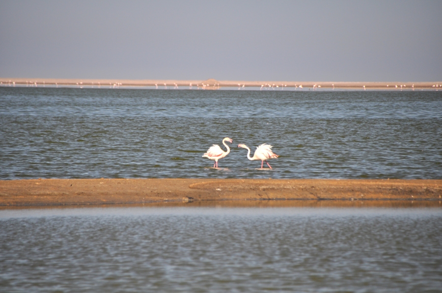 Cosa vedere a Walvis Bay