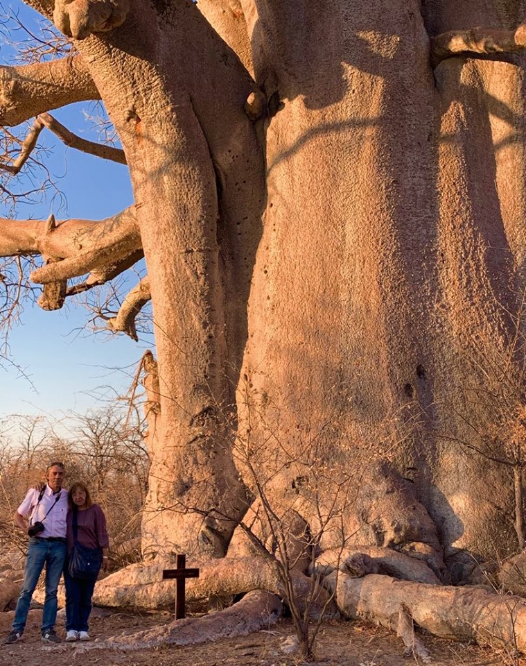 Un baobab gigantesco