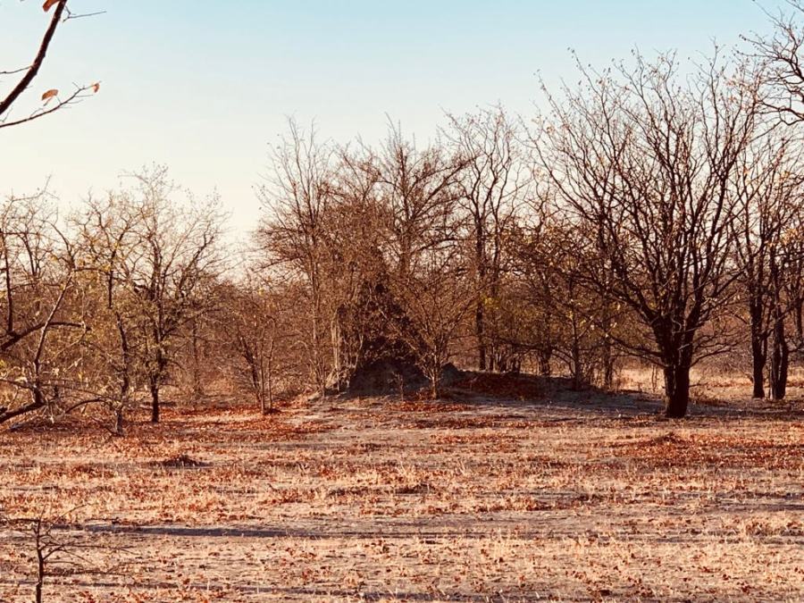 I baobab di Gweta