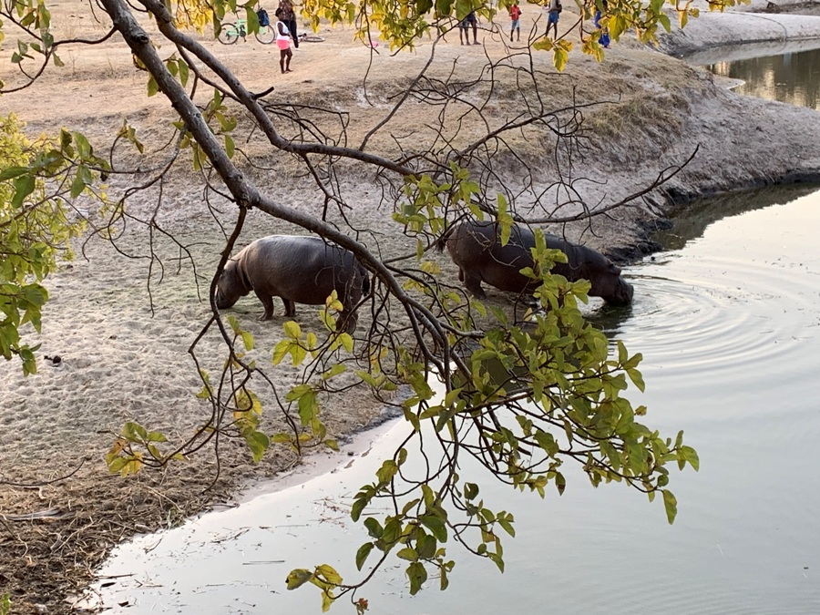 Itinerario di viaggio in Botswana