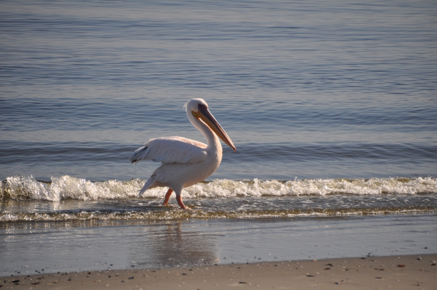   Walvis Bay  