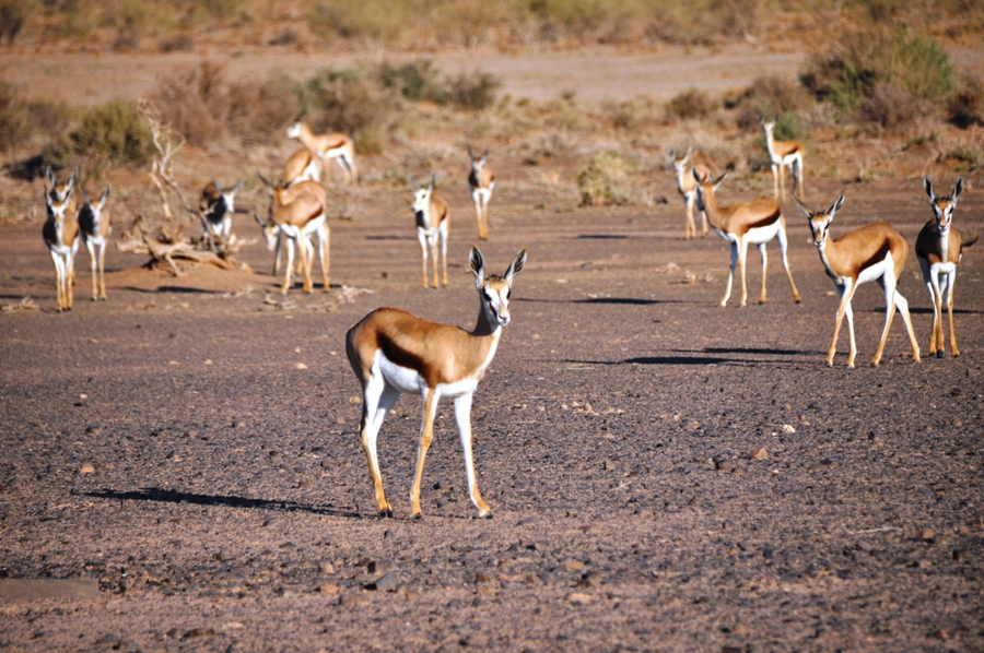 itinerario di viaggio fai da te in Namibia