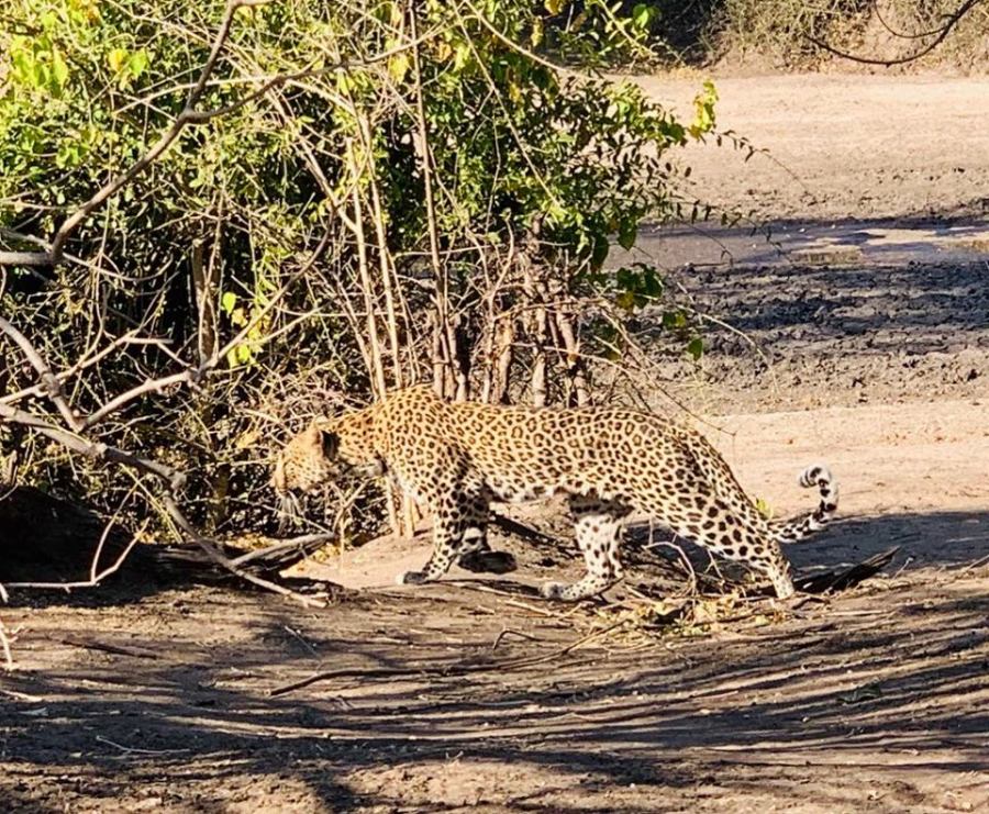 Safari nel Chobe National Park