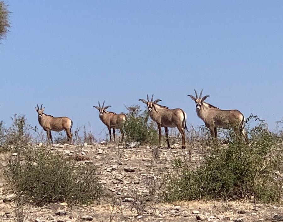 Safari nel Chobe National Park