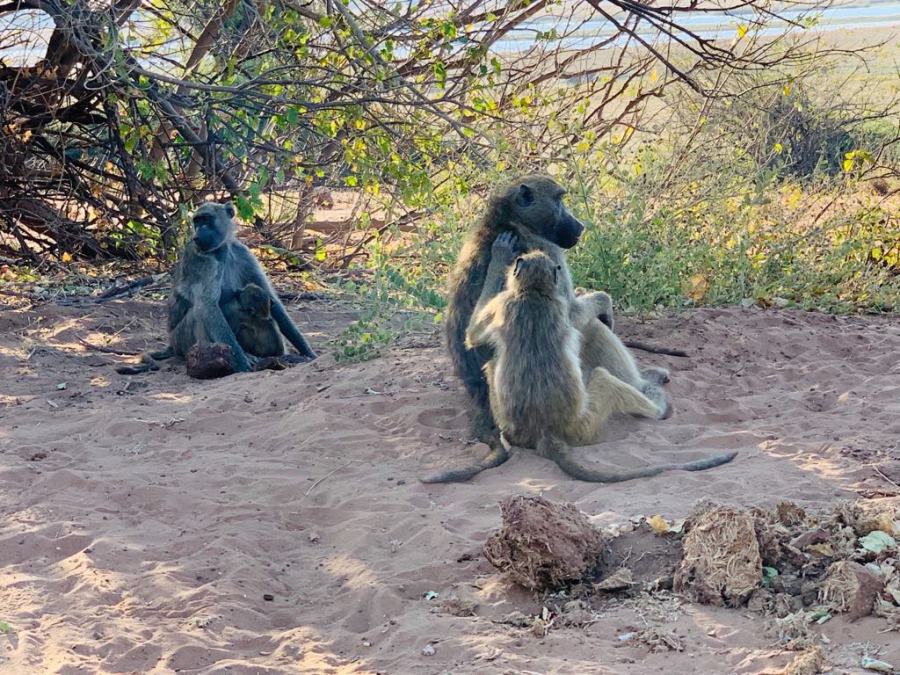 Safari nel Chobe National Park