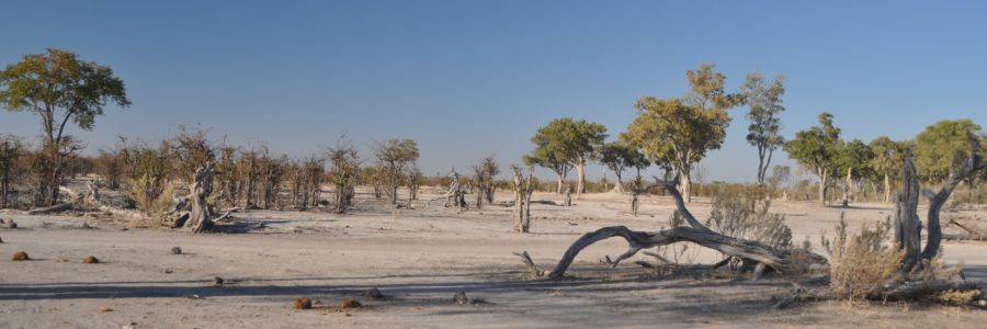 Safari nella Moremi Game Reserve