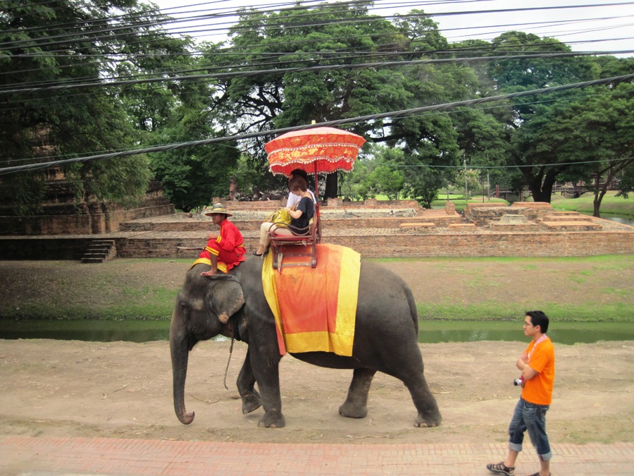 Elefante ad Ayutthaya