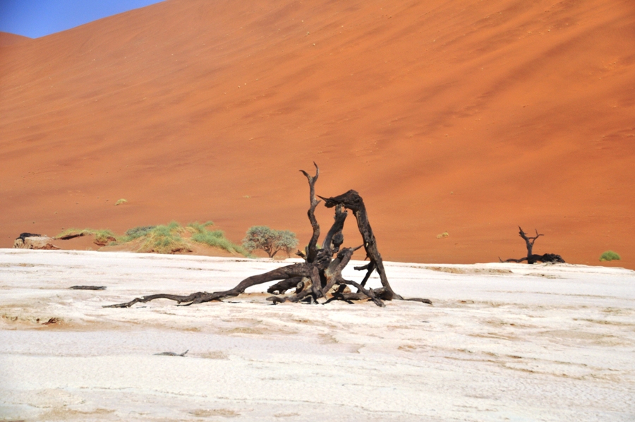 Albero a Deadvlei