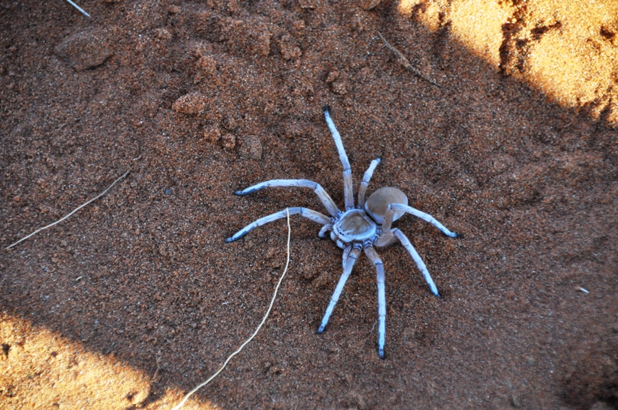 Deserto di Sossusvlei e Deadvlei