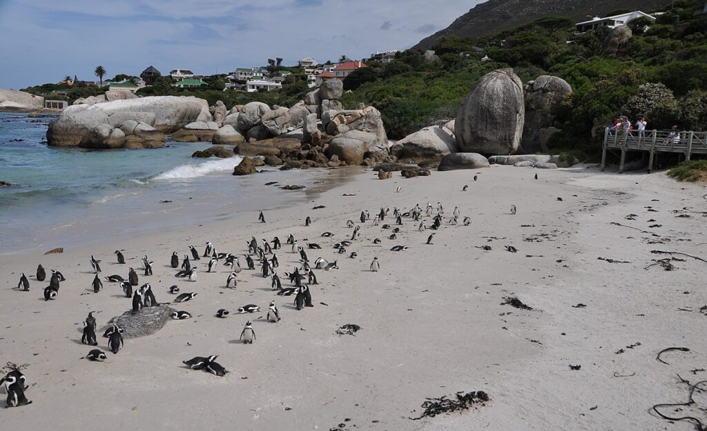 Pinguini a Boulders Beach