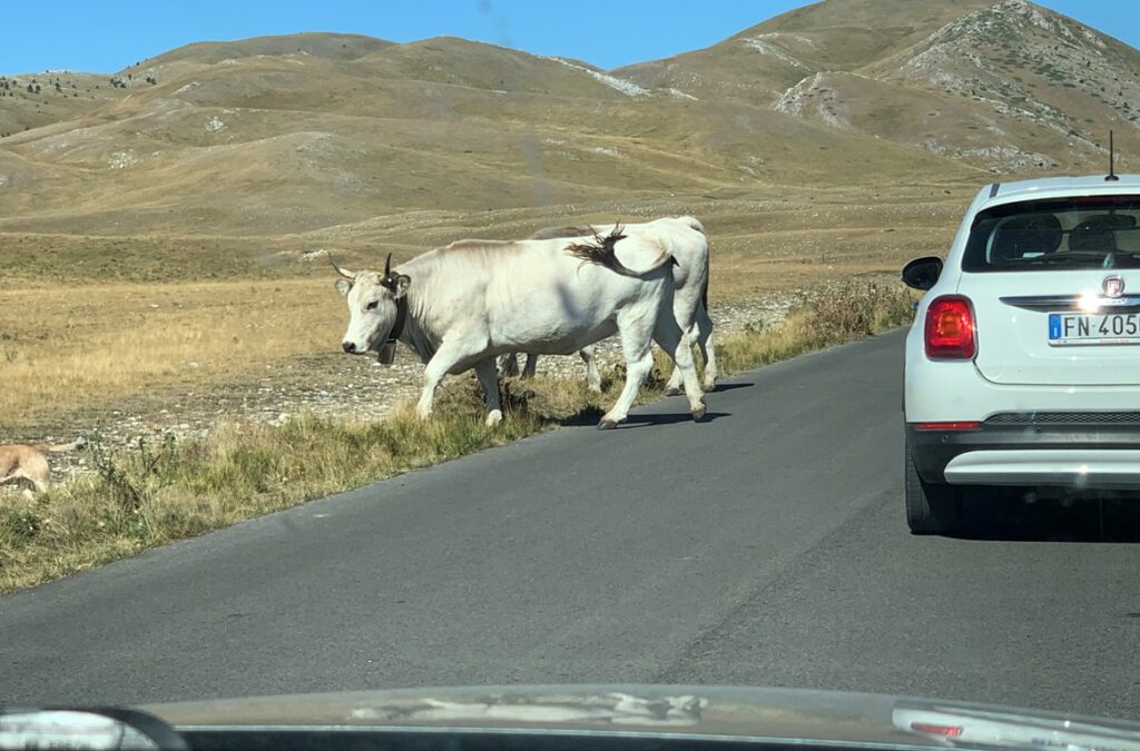 Mucche sulla strada