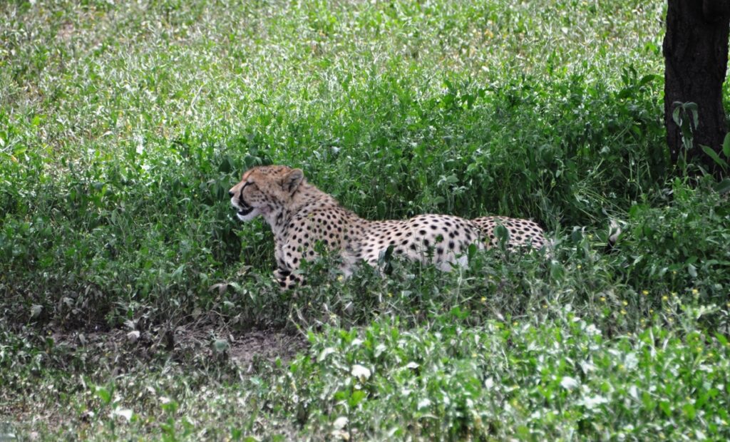 Ghepardo nel Serengeti