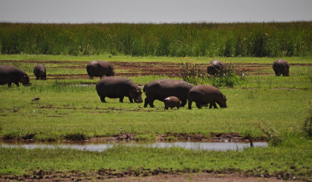 Ippopotami nel Lake Manyara