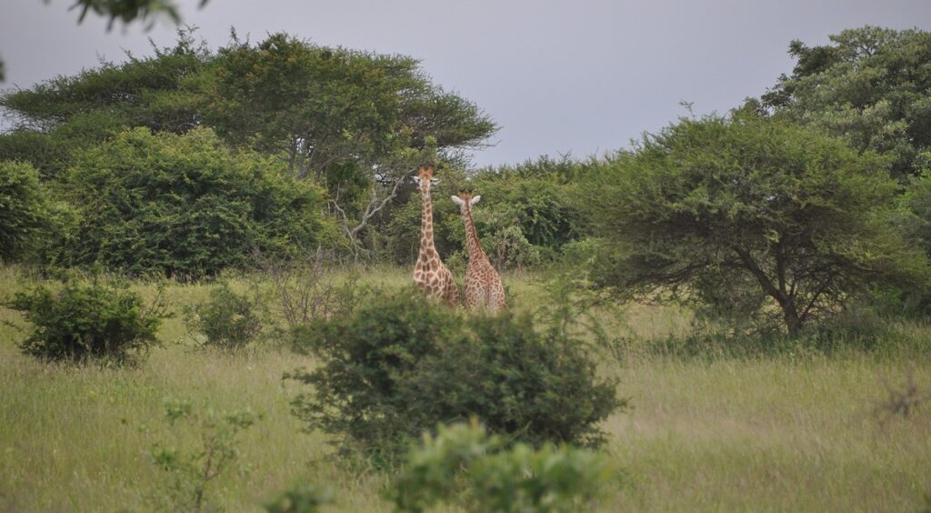 Safari nel Kruger National Park