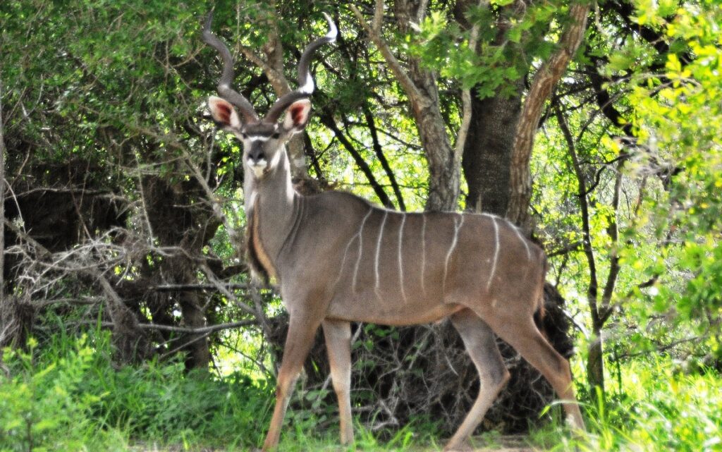 Kudu