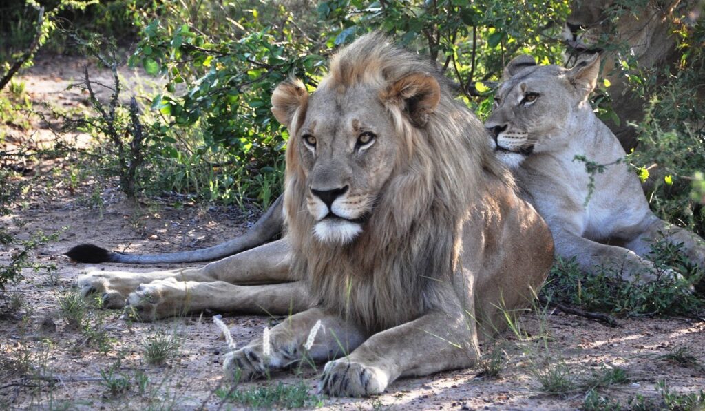 Leoni nel Kruger National Park