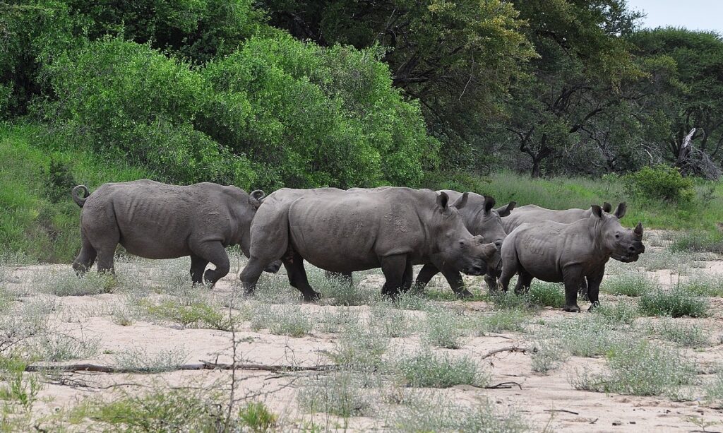 Safari nel Kruger National Park