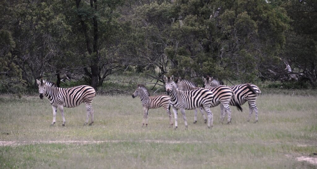 Safari nel Kruger National Park