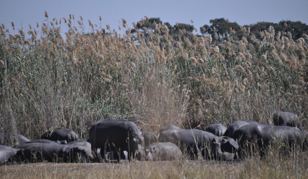 Tour del Delta Okavango