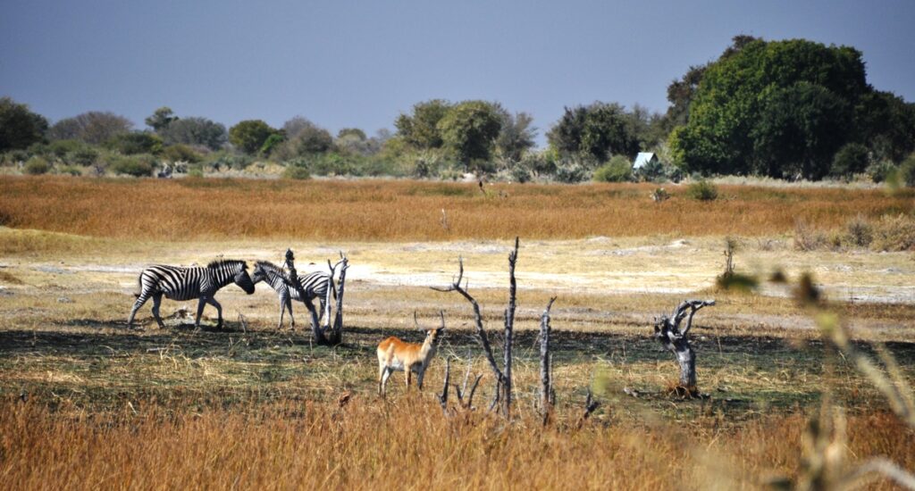 Tour Delta Okavango