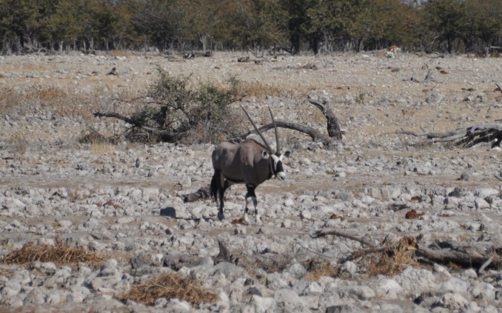 Parco Nazionale di Etosha