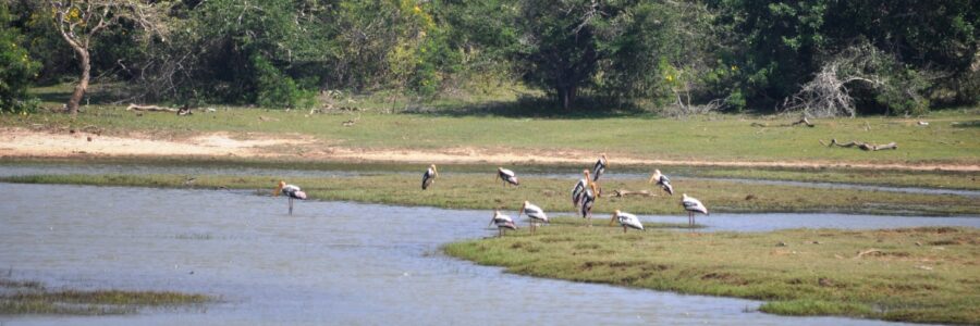 Parco di Yala