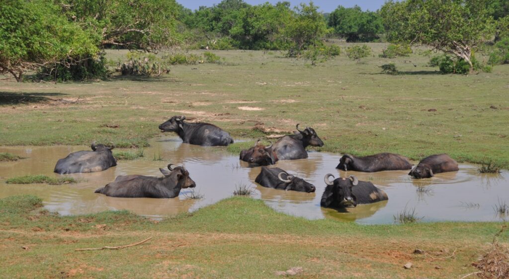 Bufali nel Parco di Yala