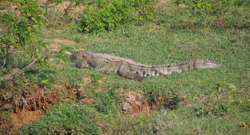 Coccodrillo nel Parco Nazionale di Yala