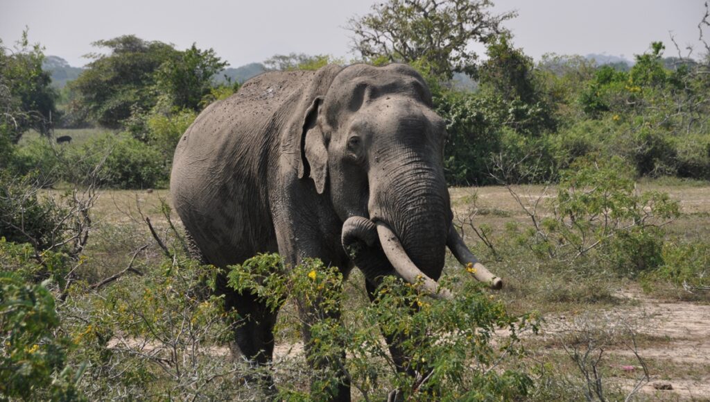 Un elefante molto vecchio