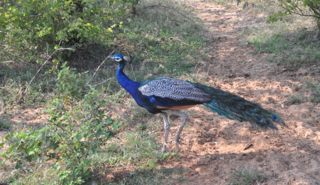 Parco Nazionale di Yala