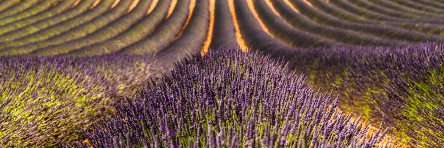 Fioritura della lavanda in Provenza