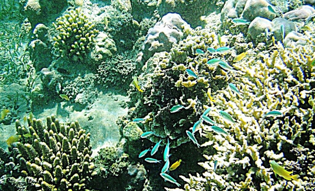 Snorkeling a Permuteran