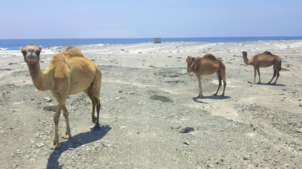 Dromedari sulla spiaggia