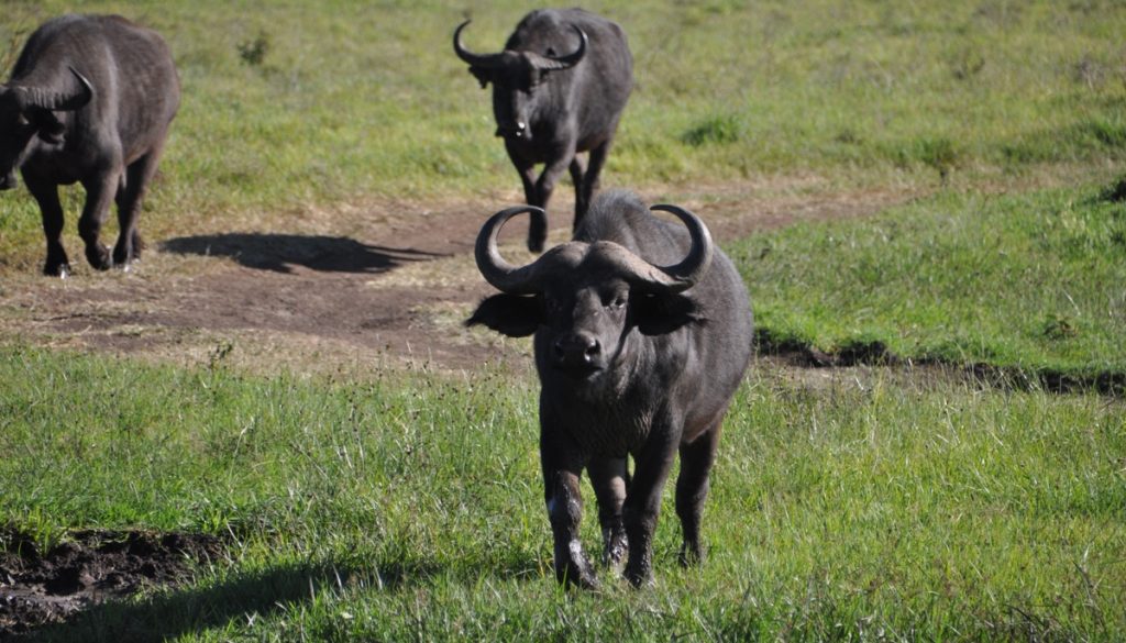 Bufali nella caldera di Ngorongoro