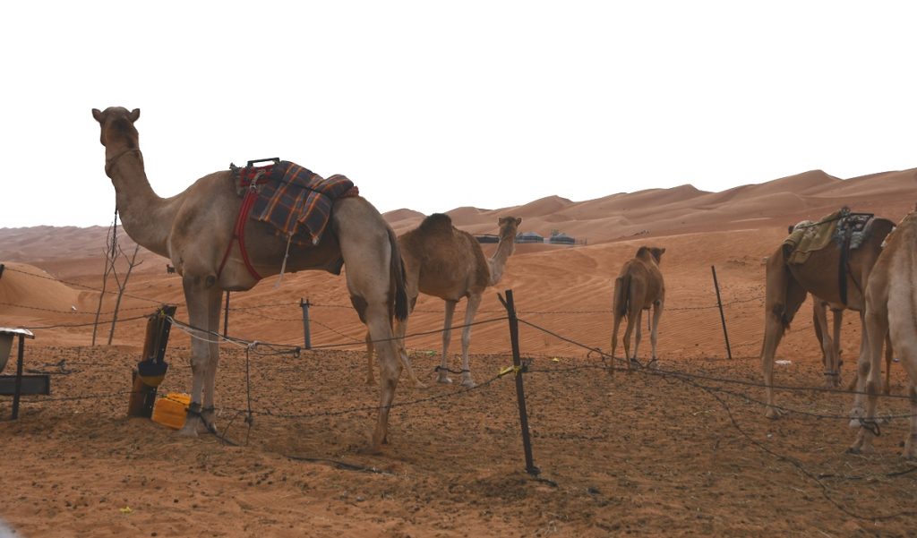 Dromedari nel deserto