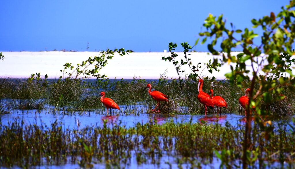 Ibis rossi