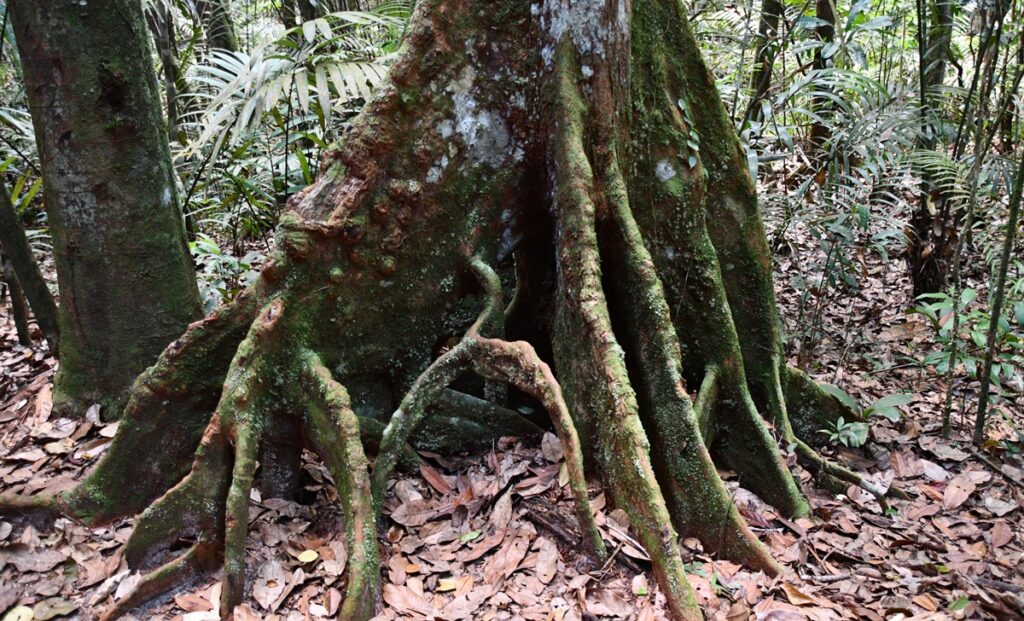 Radici di un albero