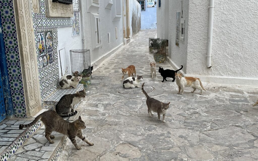 Gatti nella Medina