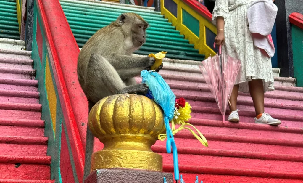 Macaco