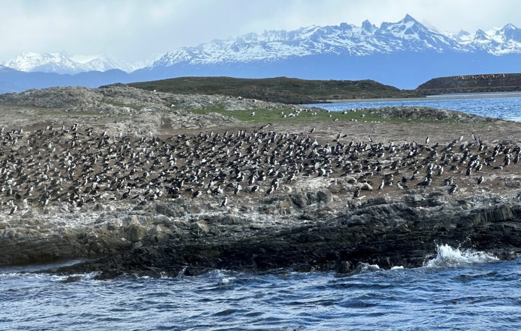 Cormorani nel Canale di Beagle