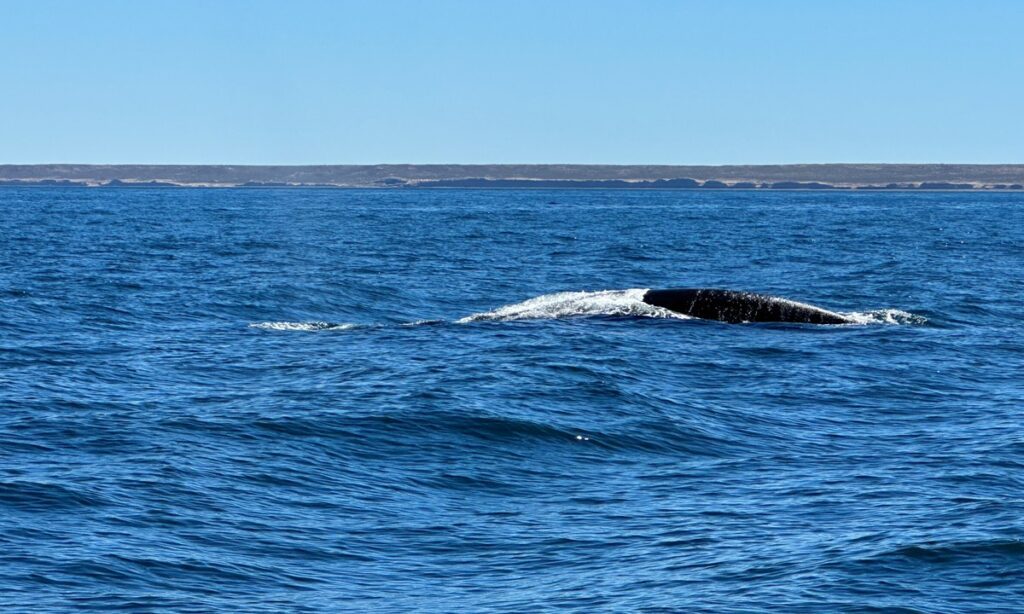 Balene nella Penisola Valdes