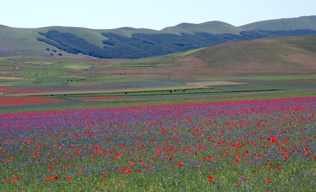 Castelluccio di Norcia