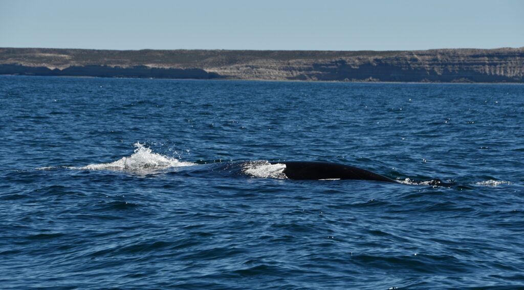 Balena franca australe