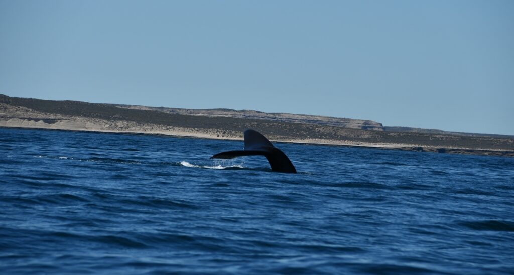 Balena franca australe